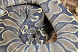 Piton Bola Mystic Leopard GHI Hembra ID R7-17