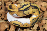 Piton Bola Pied Het Hypo ph Clown Hembra ID R7-16