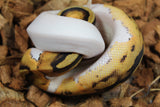Piton Bola Pied Het Hypo ph Clown Hembra ID R7-16
