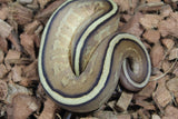 Piton Bola Super Stripe Hembra ID R7-17