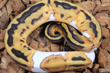 Piton Bola Pied Het Hypo ph Clown Hembra ID R7-18