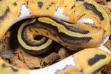 Piton Bola Pied Het Hypo ph Clown Hembra ID R7-18