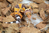 Gecko Leopardo Tangerine Blood ID R6-09