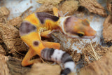 Gecko Leopardo Tangerine Blood ID R6-09
