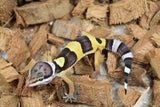 Gecko Leopardo High Yellow Het Tremper ID R6-12