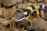 Gecko Leopardo High Yellow Het Tremper ID R6-12