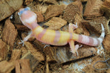 Gecko Leopardo Tangerine Tremper W&Y ID R6-13