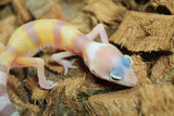 Gecko Leopardo Tangerine Tremper W&Y ID R6-13