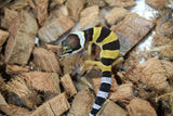 Gecko Leopardo High Yellow Het Tremper ID R6-15