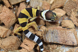 Gecko Leopardo High Yellow Het Tremper ID R6-15