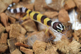 Gecko Leopardo High Yellow Het Tremper ID R12-01