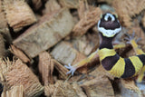 Gecko Leopardo High Yellow Het Tremper ID R12-01