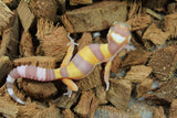 Gecko Leopardo Tremper Albino ID R12-06