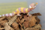 Gecko Leopardo Tremper Albino ID R12-06