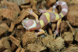 Gecko Leopardo Tremper Albino ID R12-07