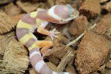 Gecko Leopardo Tremper Albino ID R12-07