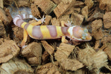 Gecko Leopardo Tremper Albino ID R12-08