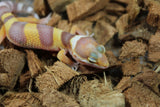 Gecko Leopardo Tremper Albino ID R12-08