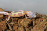 Gecko Leopardo Tremper Albino Mack Snow ID R12-12