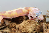 Gecko Leopardo Tremper Albino Mack Snow ID R12-12