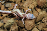 Gecko Leopardo Tremper Albino Mack Snow ID R12-13