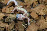 Gecko Leopardo Tremper Albino Mack Snow ID R12-13