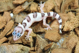 Gecko Leopardo Super Mack Snow ID R12-16
