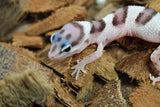 Gecko Leopardo Super Mack Snow ID R12-16