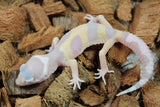 Gecko Leopardo Sunglow Albino Tremper ID R12-18