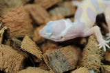 Gecko Leopardo Sunglow Albino Tremper ID R12-18