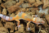 Gecko Leopardo Blood Tangerine ID R6-06