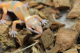 Gecko Leopardo Blood Tangerine ID R6-06