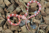 Serpiente del Maiz (Maicera) Amel Motley Het Sunkissed Anery Hembra ID RC-04