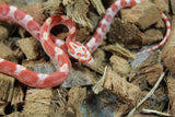 Serpiente del Maiz (Maicera) Amel Motley Het Sunkissed Anery Hembra ID RC-04