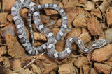 Serpiente del Maiz (Maicera) Anery Het Hypo Motley Hembra  ID RC-01