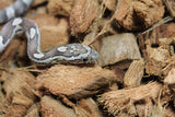Serpiente del Maiz (Maicera) Anery Het Hypo Motley Hembra  ID RC-01