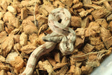 Boa Colombiana Hypo 100% Het Anery 50% Het Albino Khal Macho ID R5-05