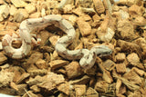 Boa Colombiana Hypo Jungle 100% Het Anery 50% Het Albino Khal Hembra ID R4-16