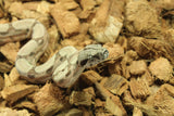 Boa Colombiana Hypo Jungle 100% Het Anery 50% Het Albino Khal Hembra ID R4-16