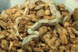 Boa Colombiana Hypo 100% Het Anery 50% Het Albino Khal Hembra ID R4-18