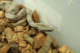 Boa Colombiana Hypo 100% Het Anery 50% Het Albino Khal Hembra ID R4-18