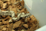 Boa Colombiana Hypo 100% Het Anery 50% Het Albino Khal Macho ID R2-03