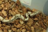 Boa Colombiana Hypo 100% Het Anery 50% Het Albino Khal Macho ID R2-03