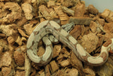 Boa Colombiana Hypo 100% Het Anery 50% Het Albino Khal Hembra ID R2-05