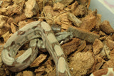 Boa Colombiana Hypo 100% Het Anery 50% Het Albino Khal Hembra ID R2-05