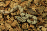 Boa Colombiana Hypo Jungle 100% Het Anery 50% Het Albino Khal Hembra ID R2-10
