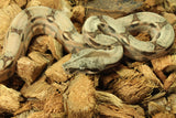 Boa Colombiana Hypo Jungle 100% Het Anery 50% Het Albino Khal Hembra ID R2-10