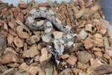 Boa Colombiana Nominal 100% Het Anery 50% Het ALbino Khal MAcho ID R1-05