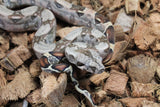 Boa Colombiana Nominal 100% Het Anery 50% Het ALbino Khal MAcho ID R1-05