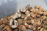Boa Colombiana Hypo Jungle 100% Het Anery 50% Het ALbino Khal Hembra ID R1-09